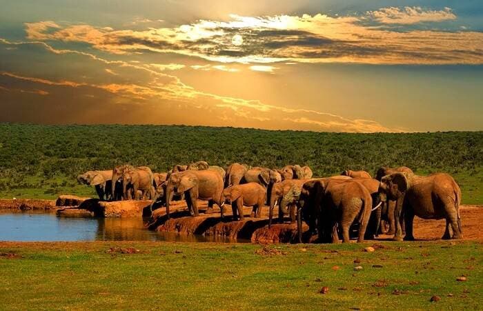 Addo