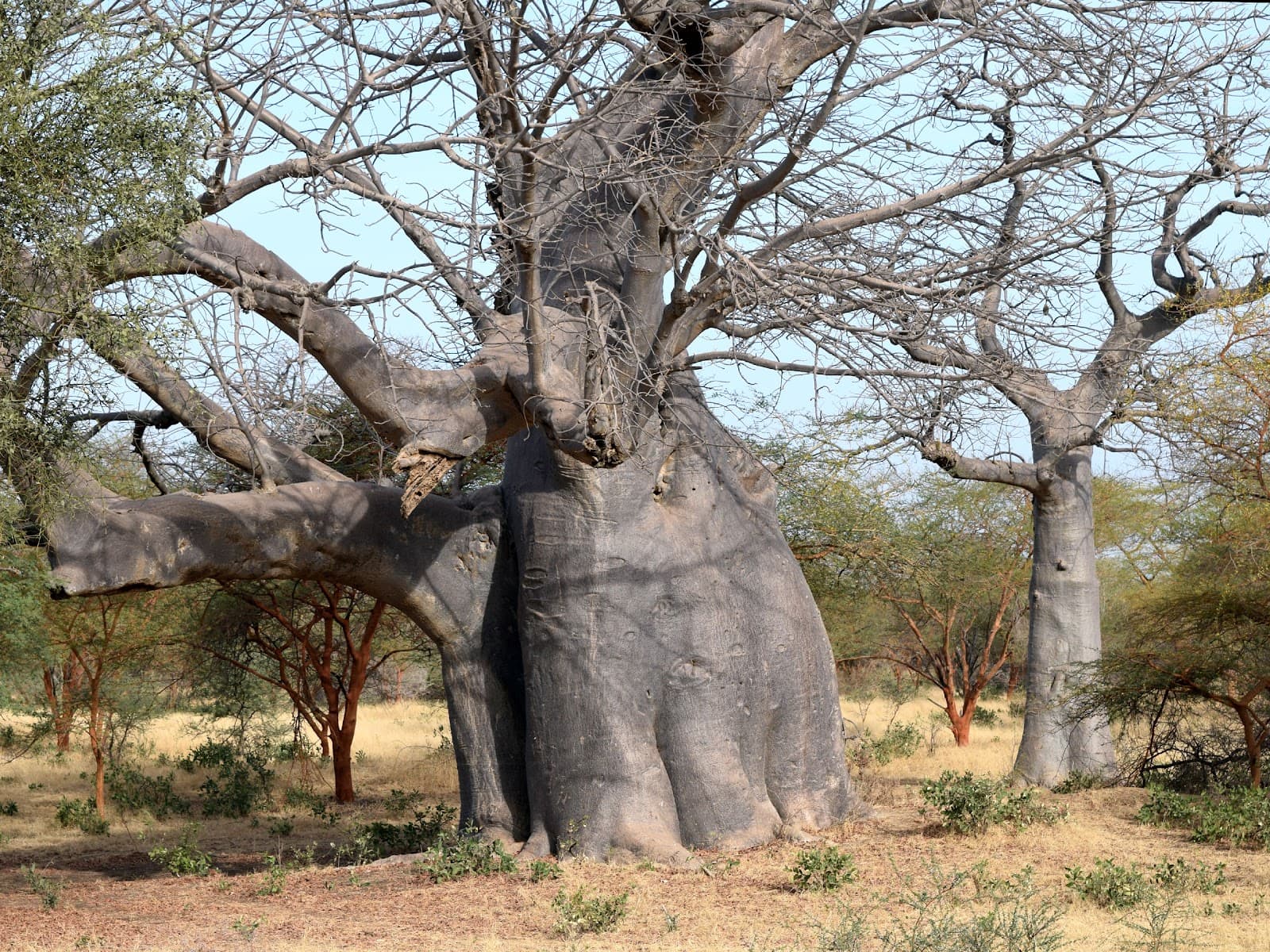 Senegal