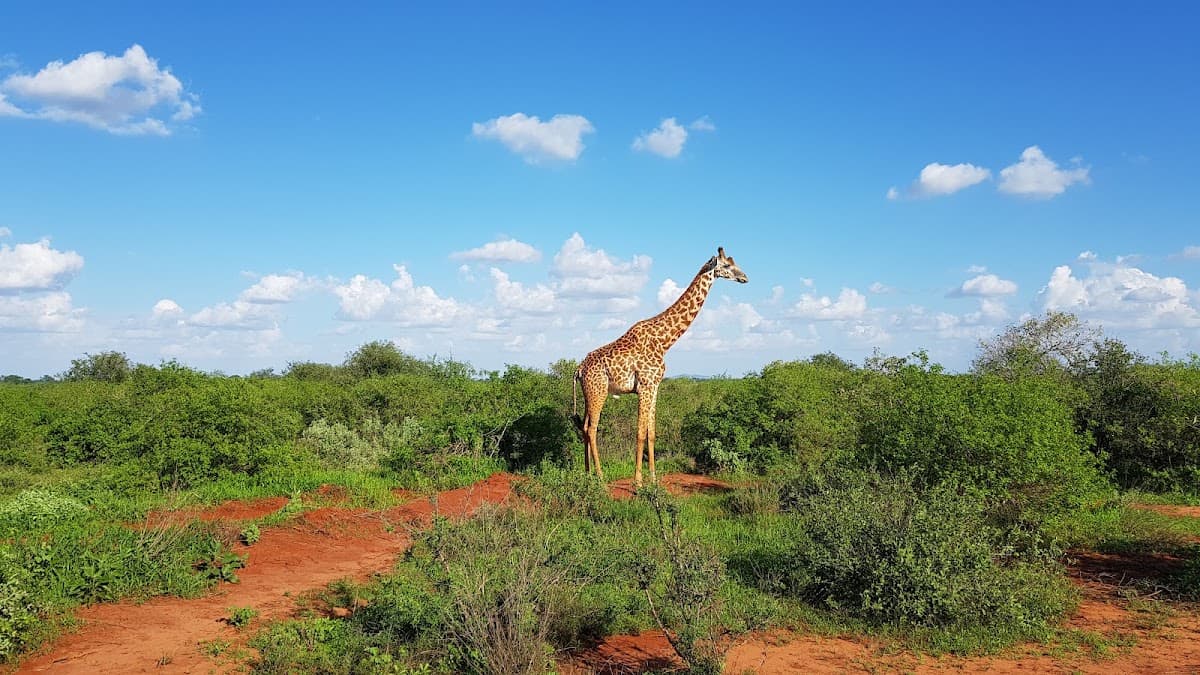 Tsavo