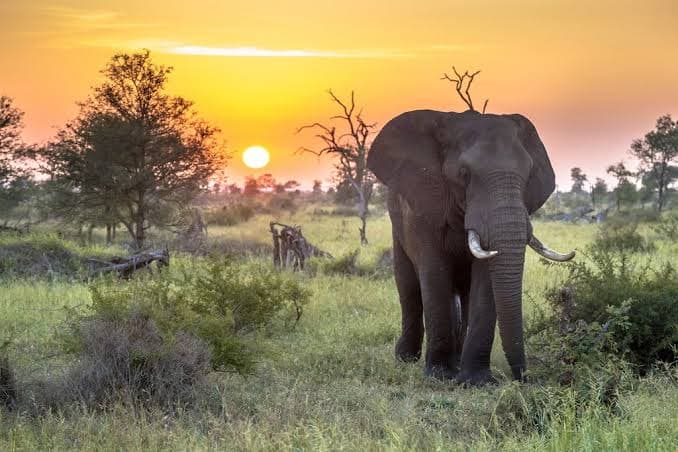 Lion Sands Game Reserve