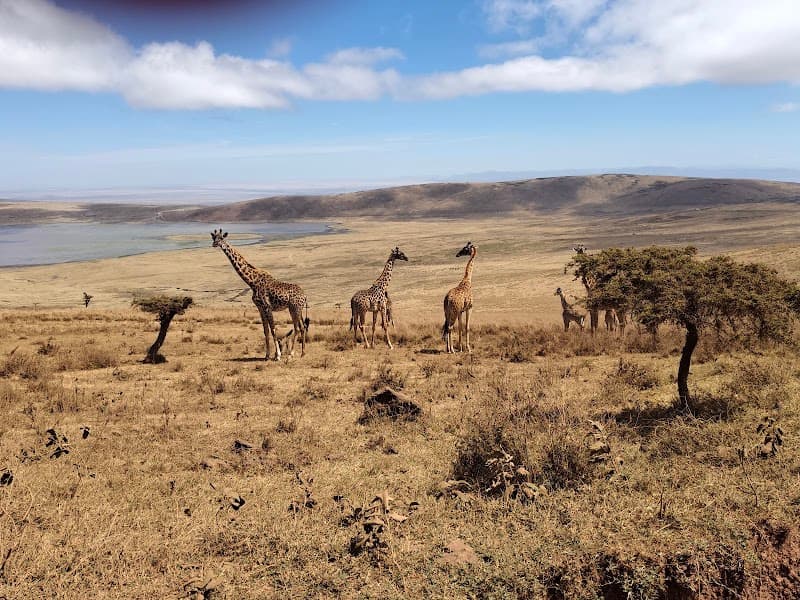 Ngorongoro
