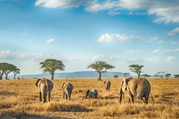 Serengeti