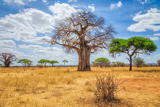 Tarangire