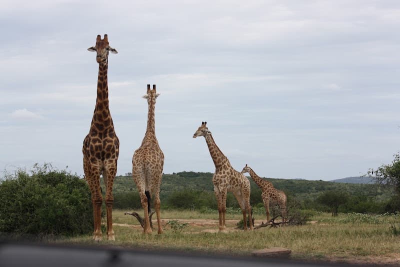 Mpila Camp, Hluhluwe-iMfolozi Park, Ezemvelo KZN Wildlife