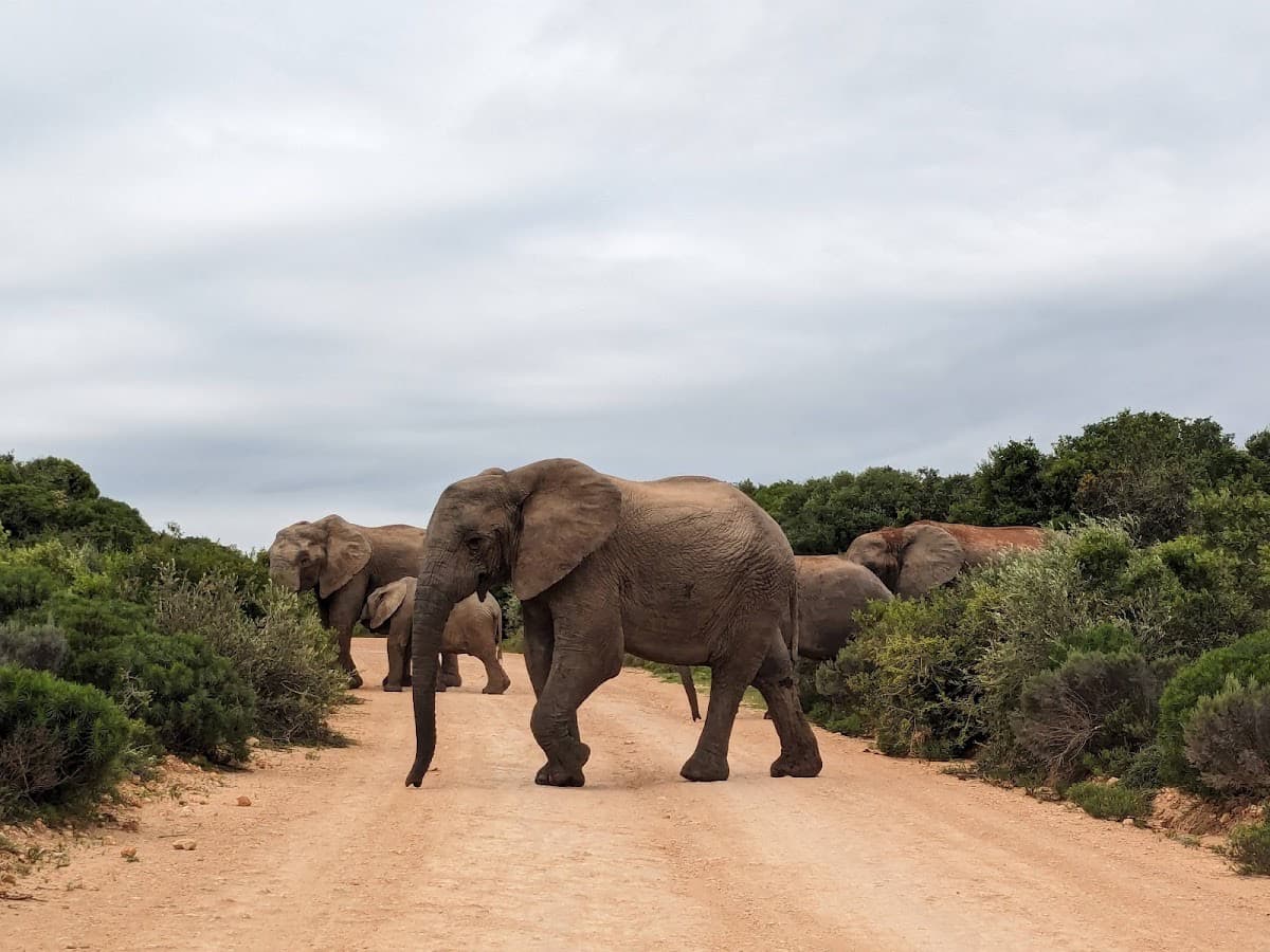 Addo Elephant National Park - Main Entrance Gate 🐘