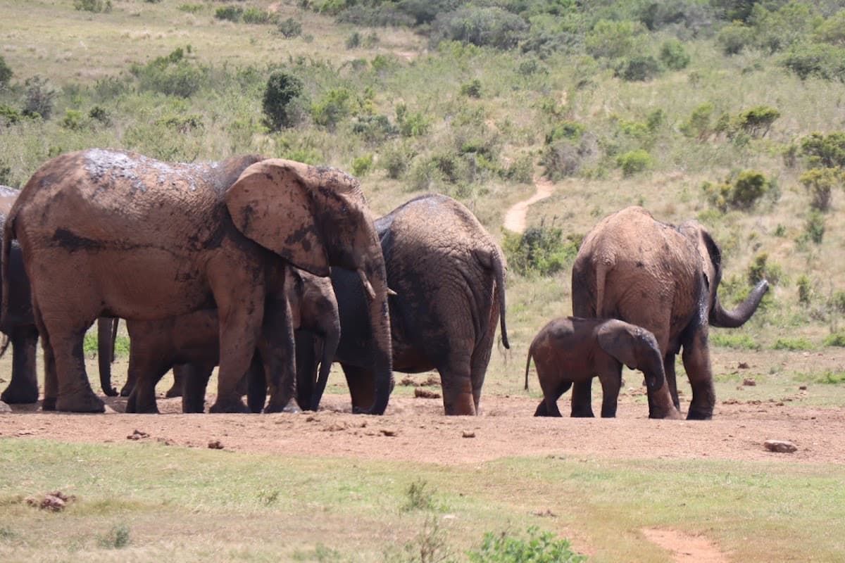 Addo South Gate