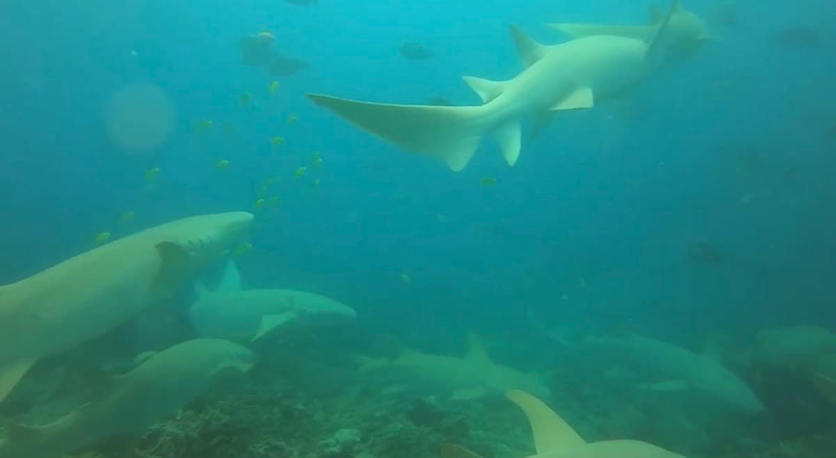 Addu Nurse Shark Sanctuary
