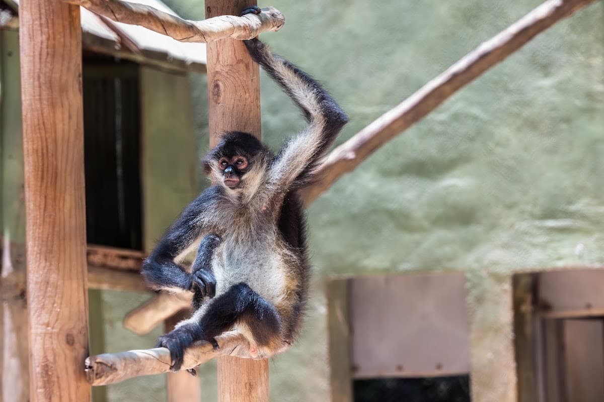 Akumal Monkey Sanctuary