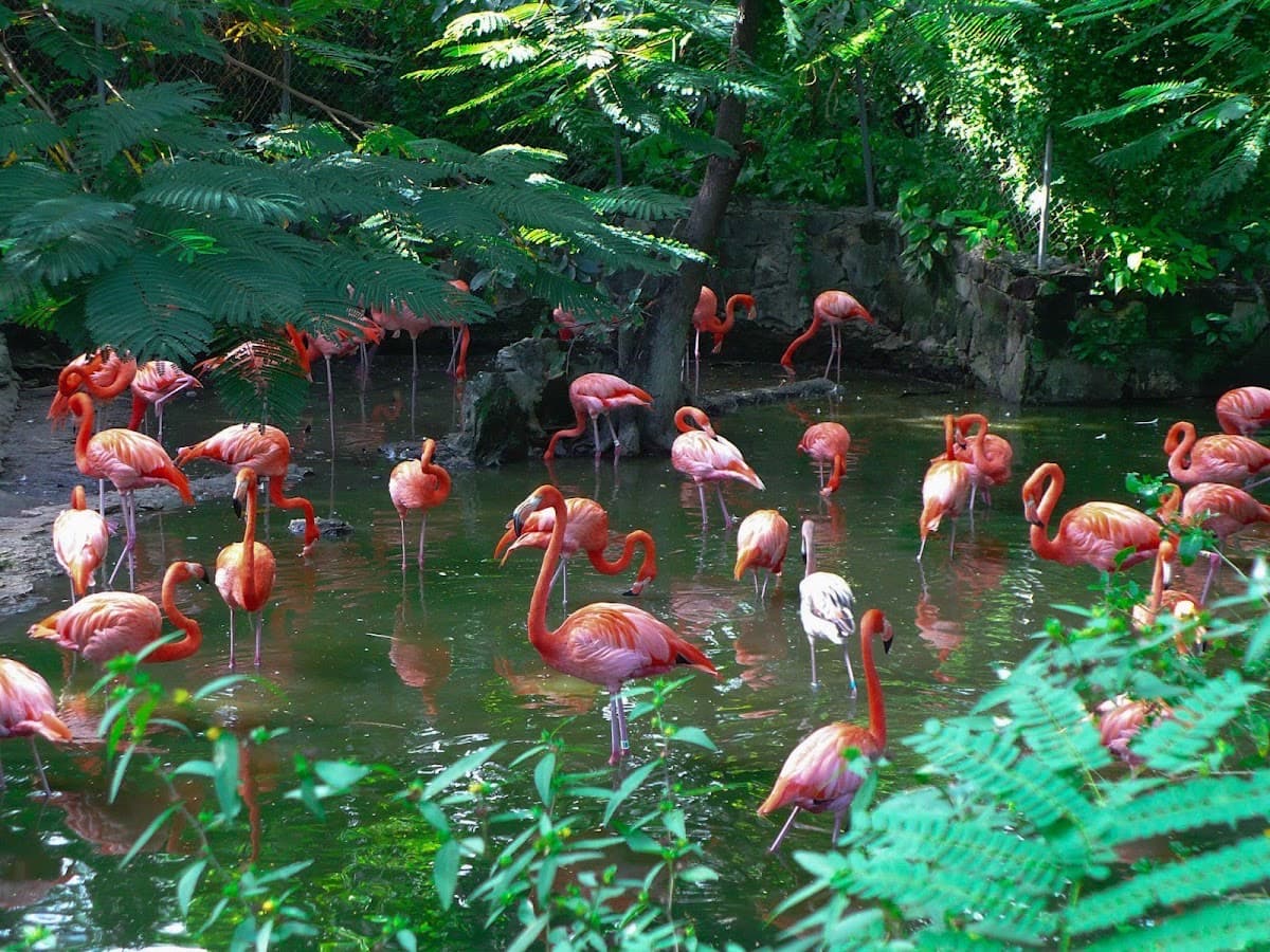 Ardastra Gardens & Wildlife Conservation Centre