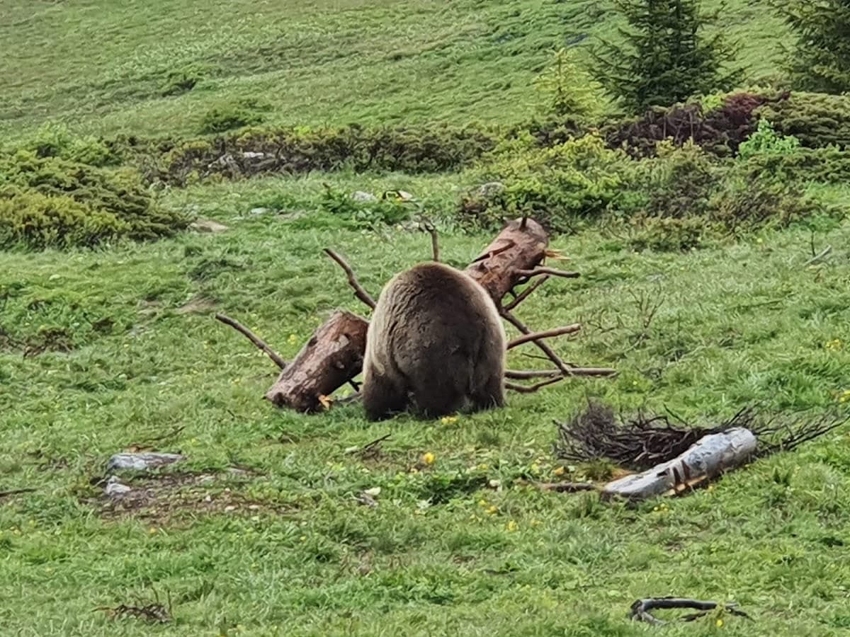 Arosa Bärenland