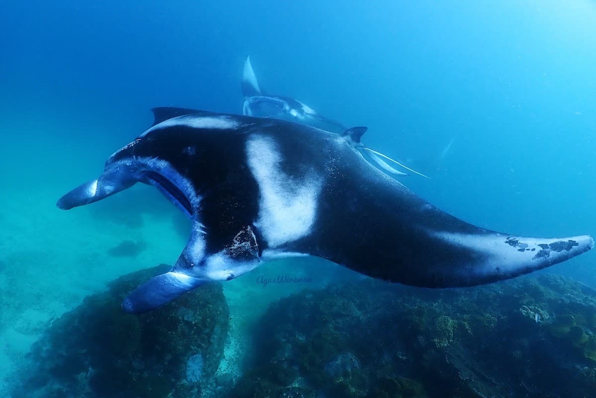Bali Fun Diving