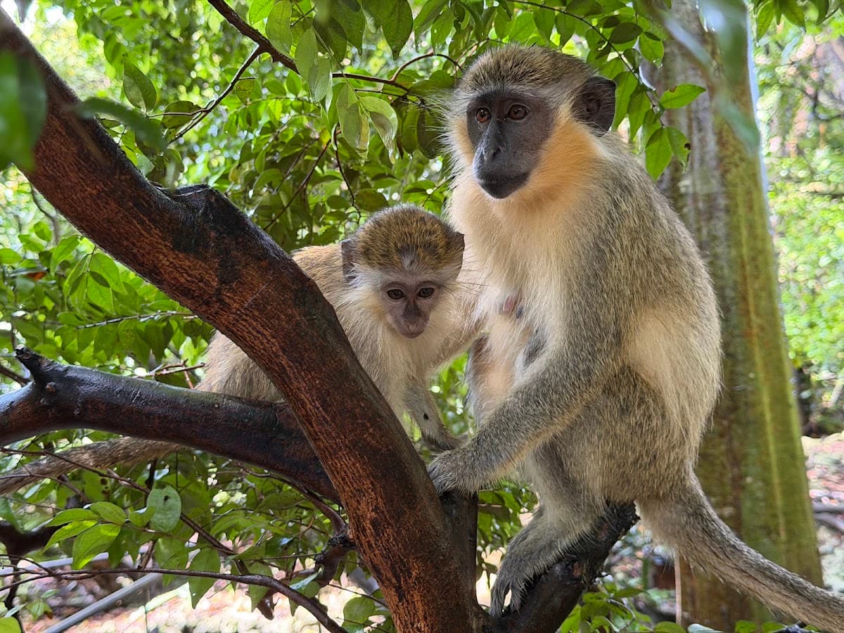 Barbados Wildlife Reserve