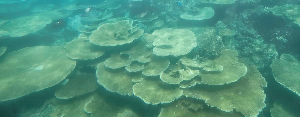 Coral garden