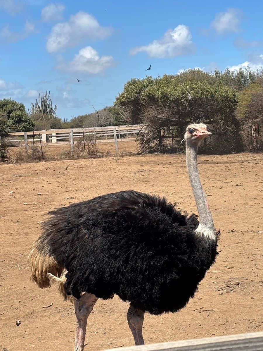 Curaçao Ostrich Farm