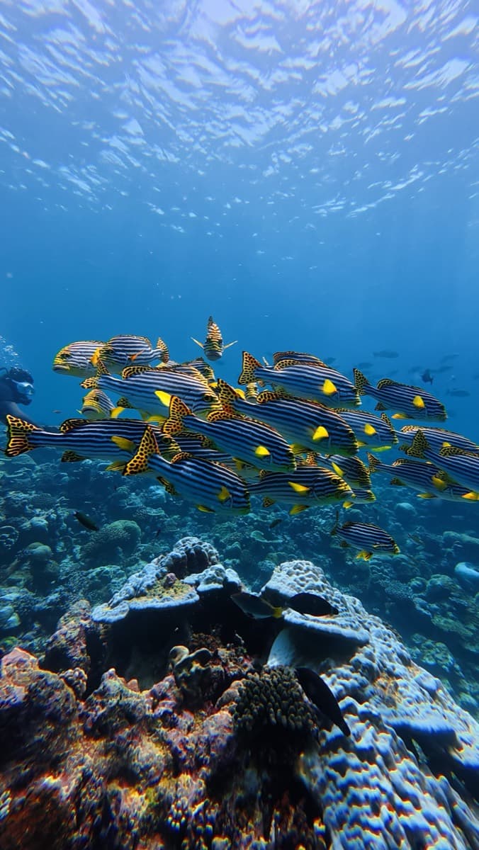 Dive Bro’s Dhigurah
