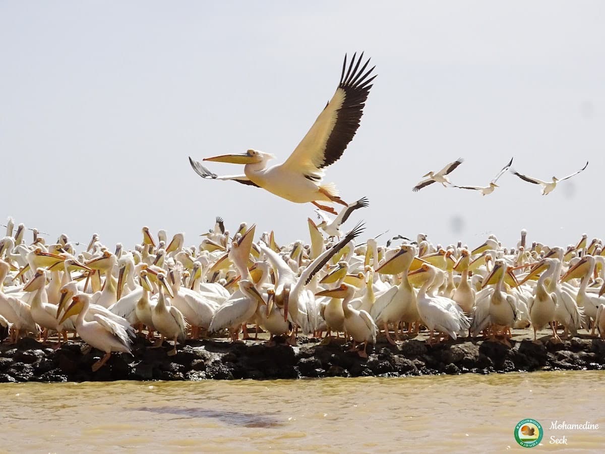 Djoudj National Bird Sanctuary