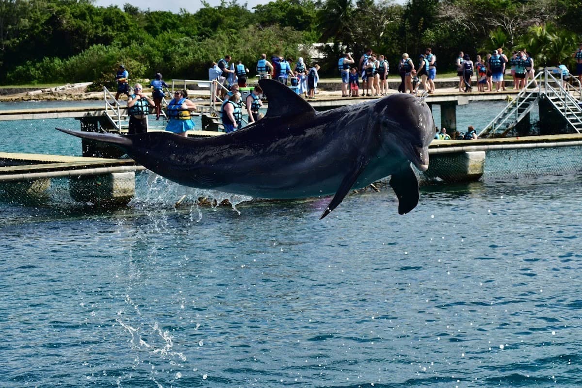 Dolphin Discovery Cozumel