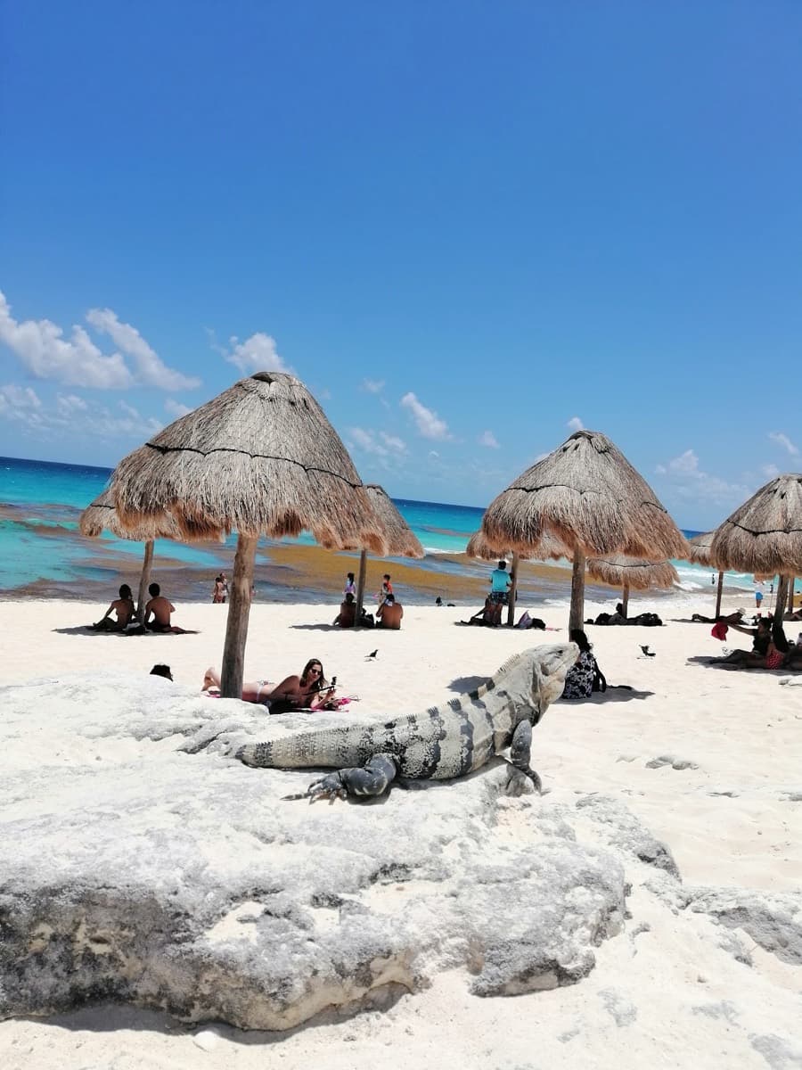 Dolphins Beach