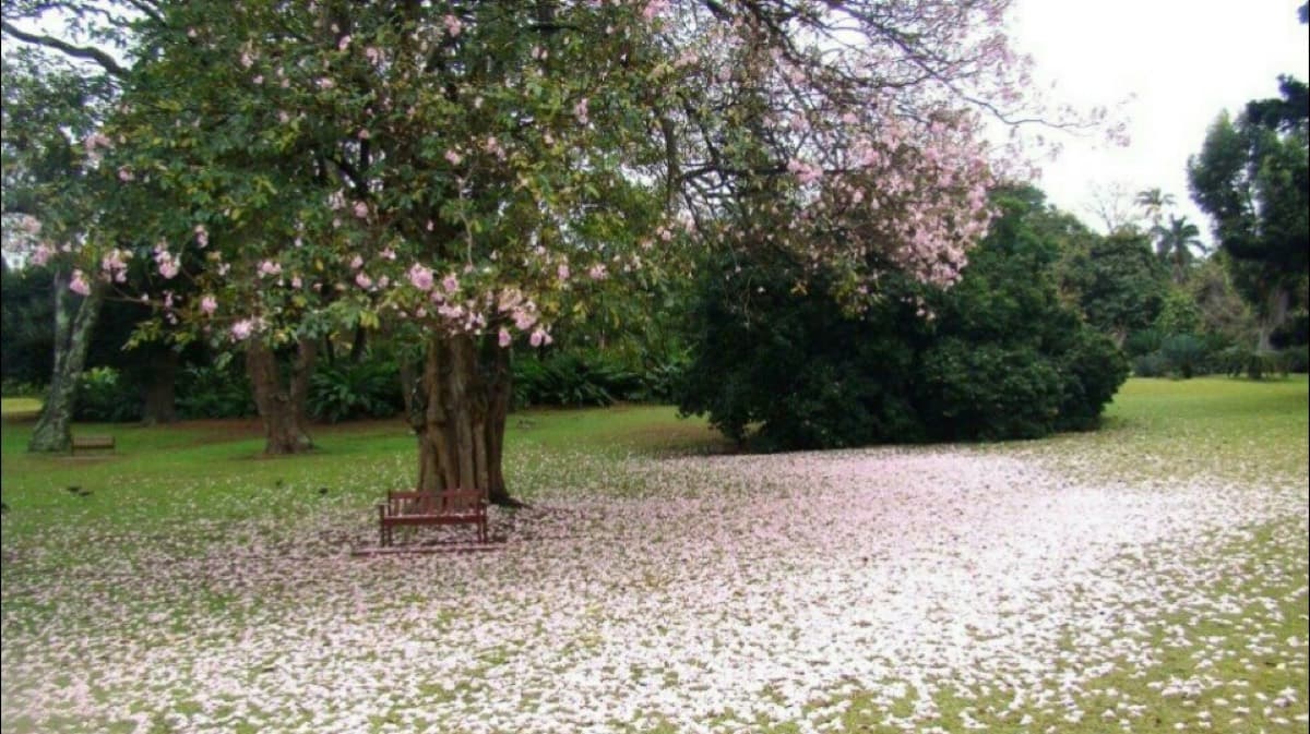 Durban Botanic Gardens