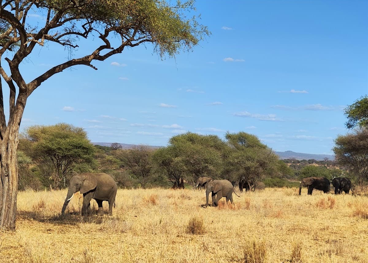 Entrance Gate Tarangire National Park