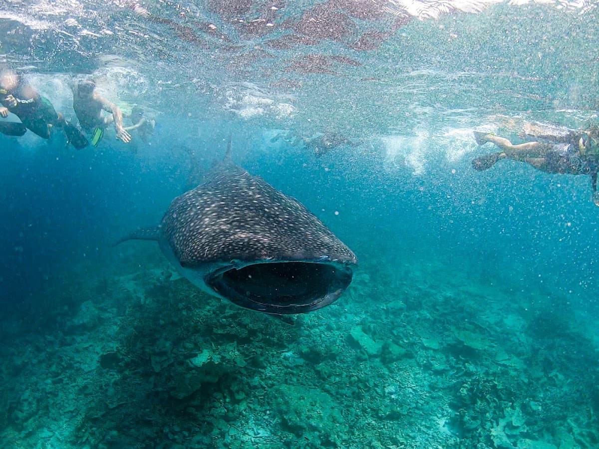 Go Divers Maldives
