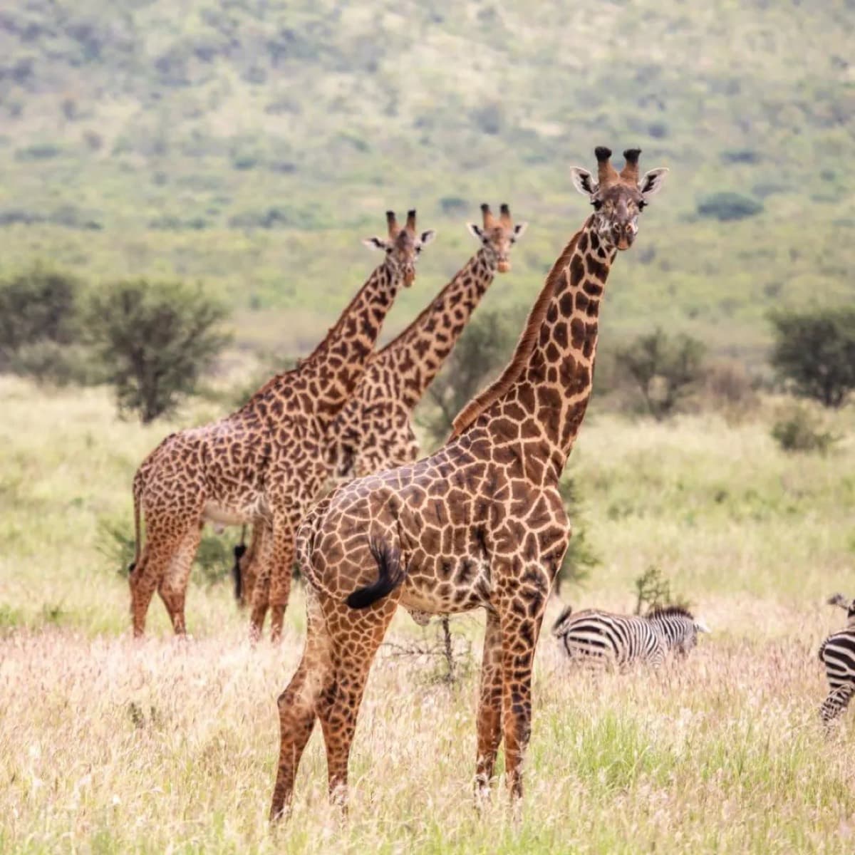 Selous Game Reserve