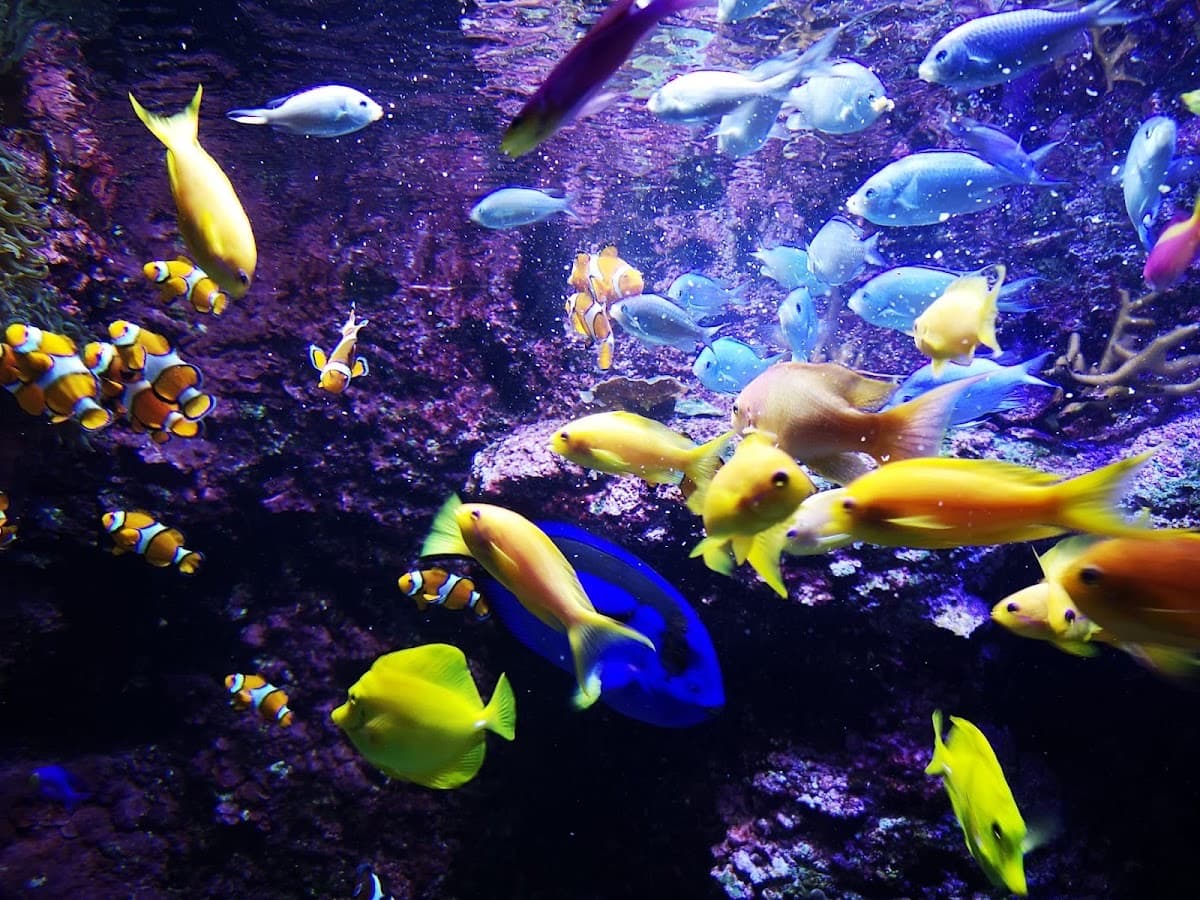 Aquarium San Sebastián