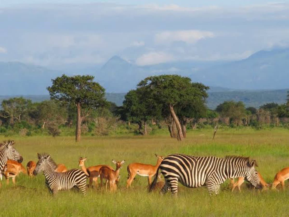 Mikumi-Nationalpark