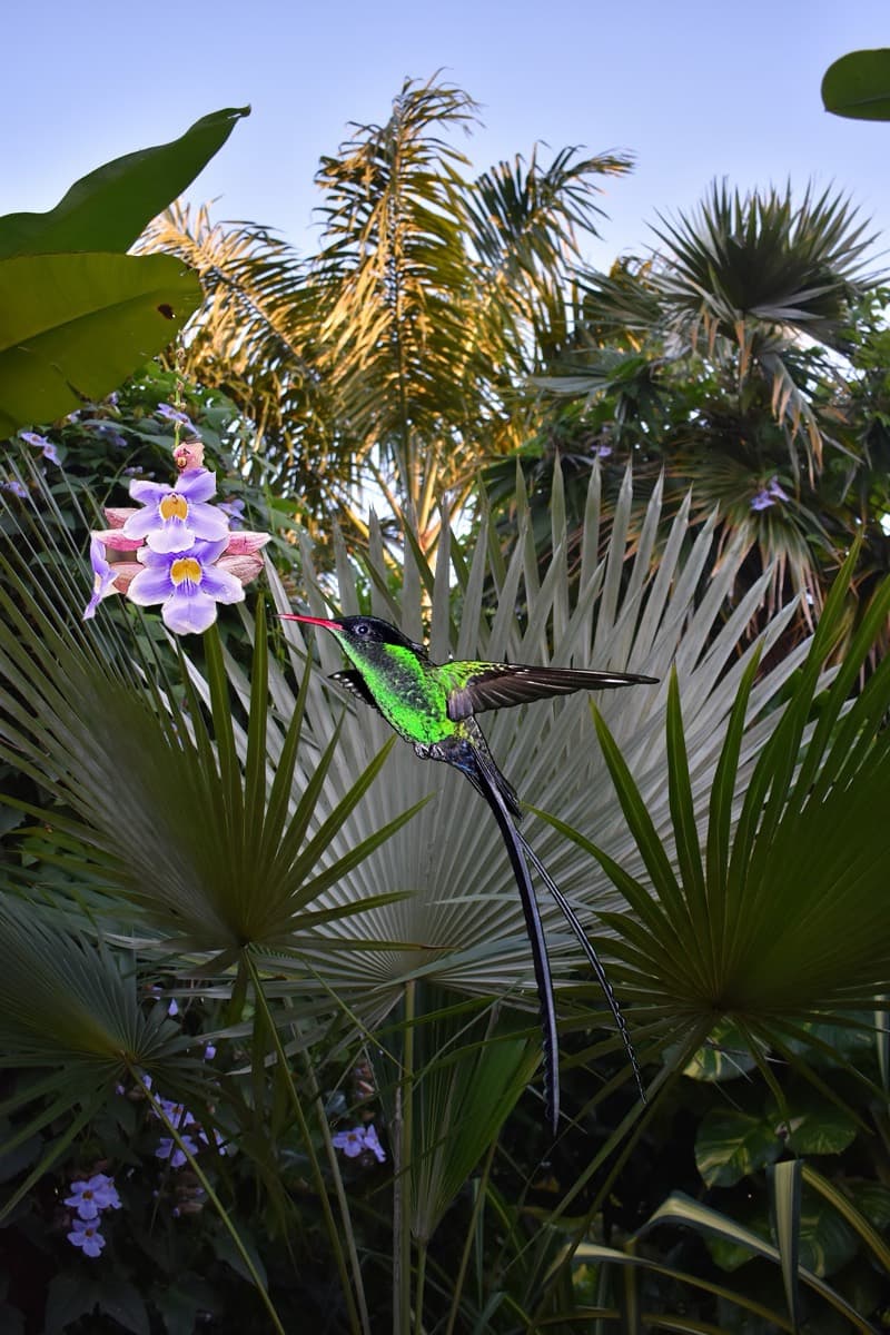 Barney's Botanical Garden Jamaica
