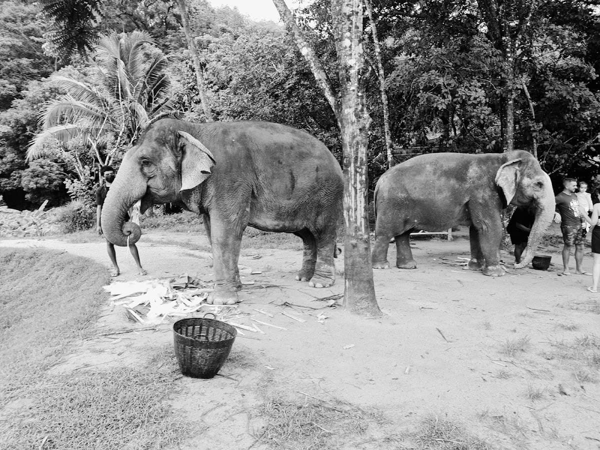 Green Elephant Sanctuary Park