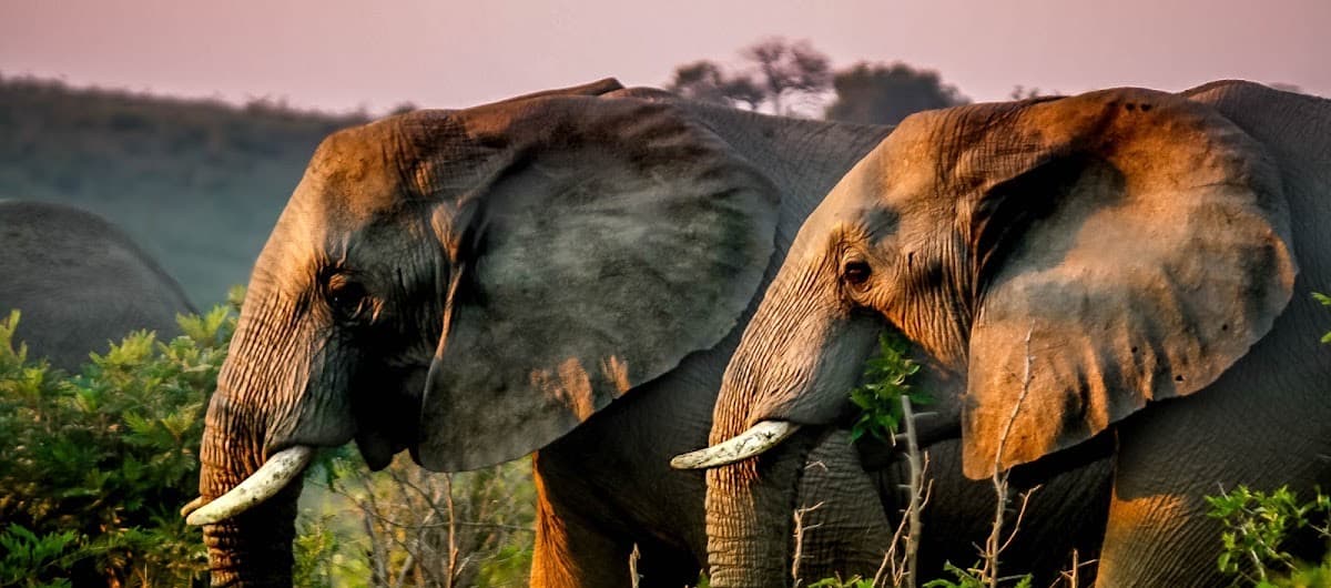 Hluhluwe Umfolozi Safaris