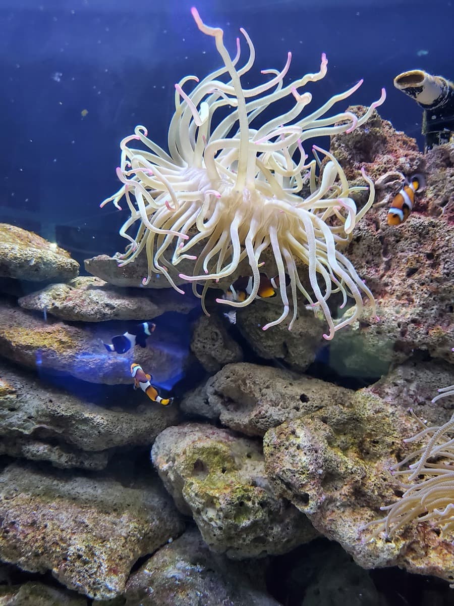 Interactive Aquarium Cancún