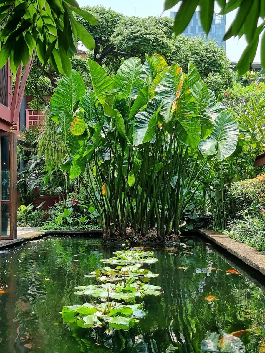 Jim Thompson House Museum