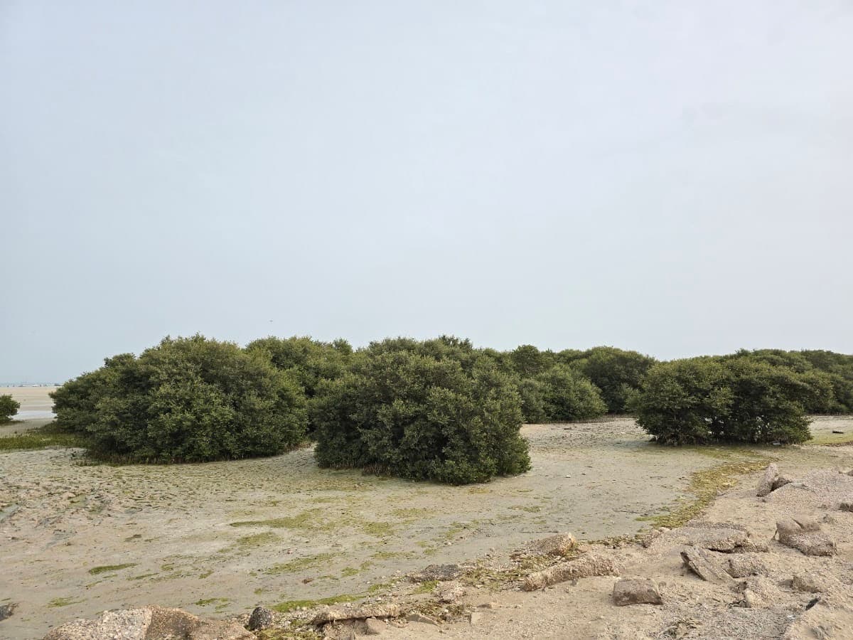 Mangroves Park Al Wakrah