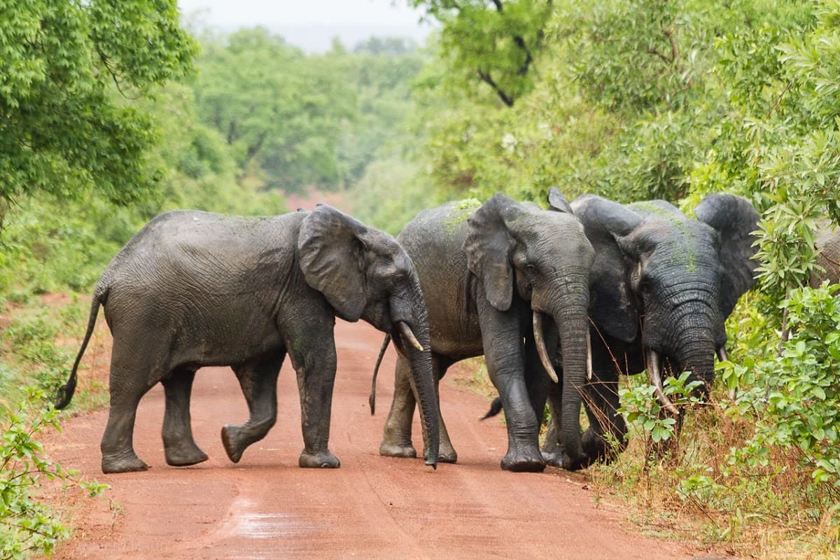 Mole National Park