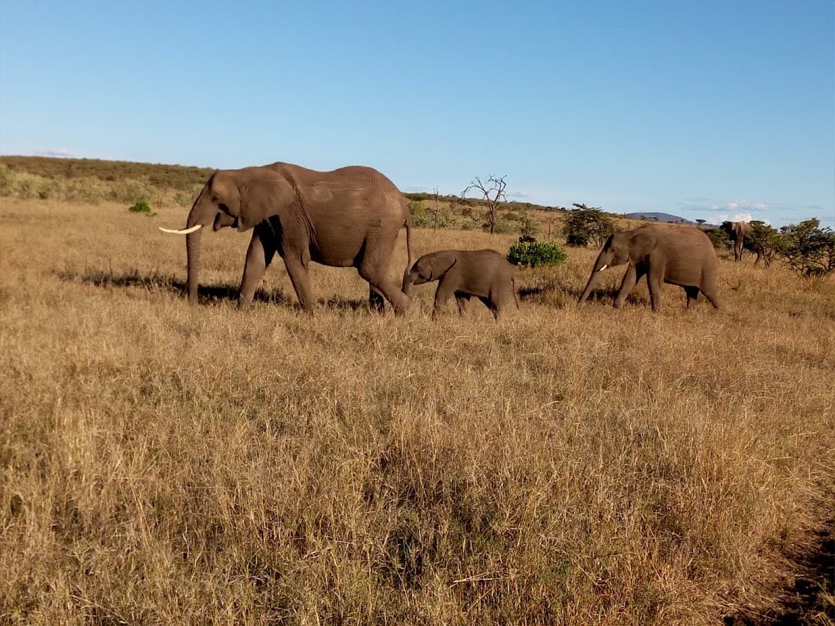 Naboisho Conservancy