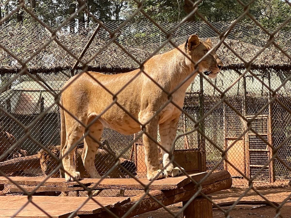 Nairobi Animal Orphanage