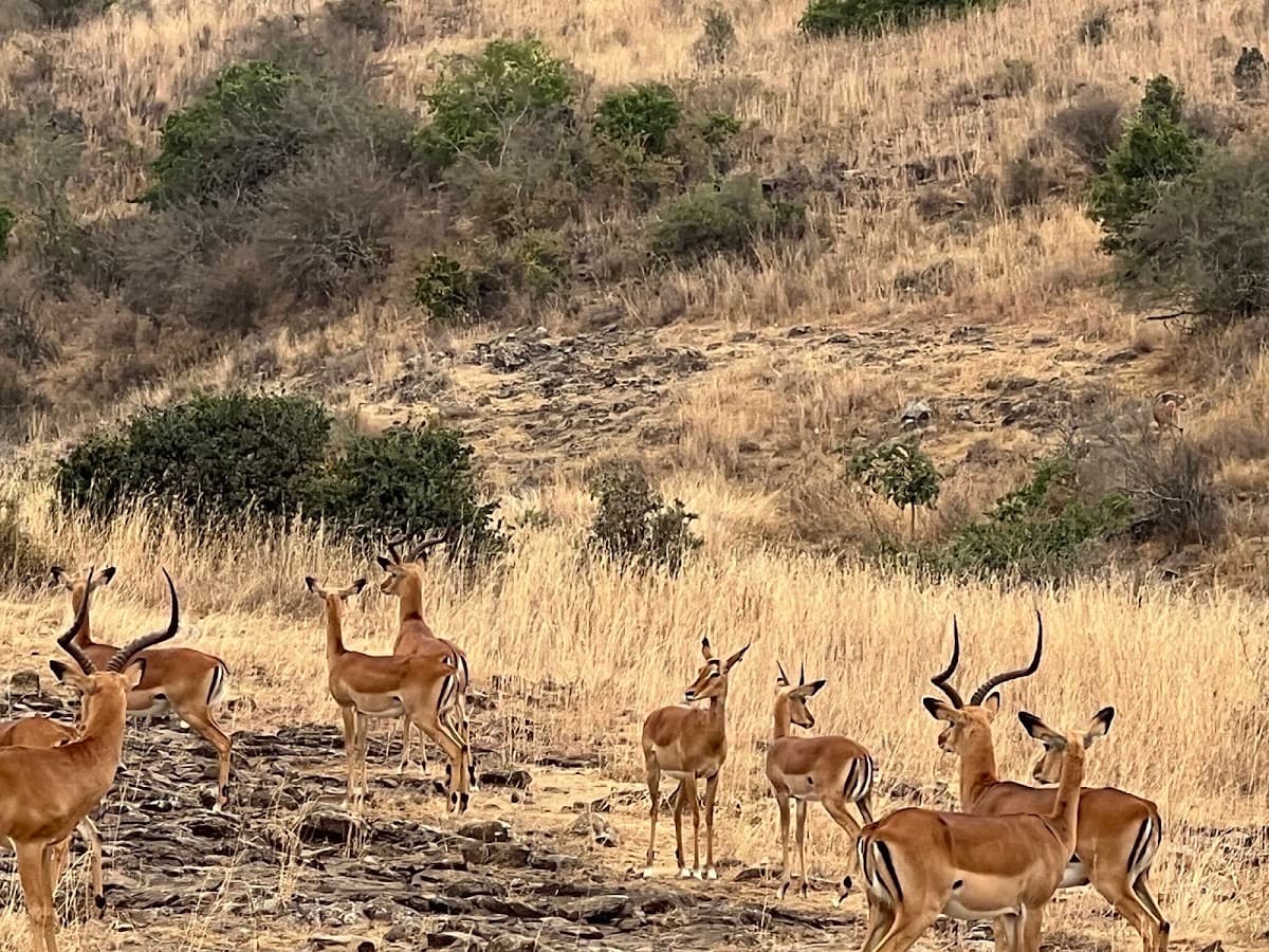 Nairobi National Park