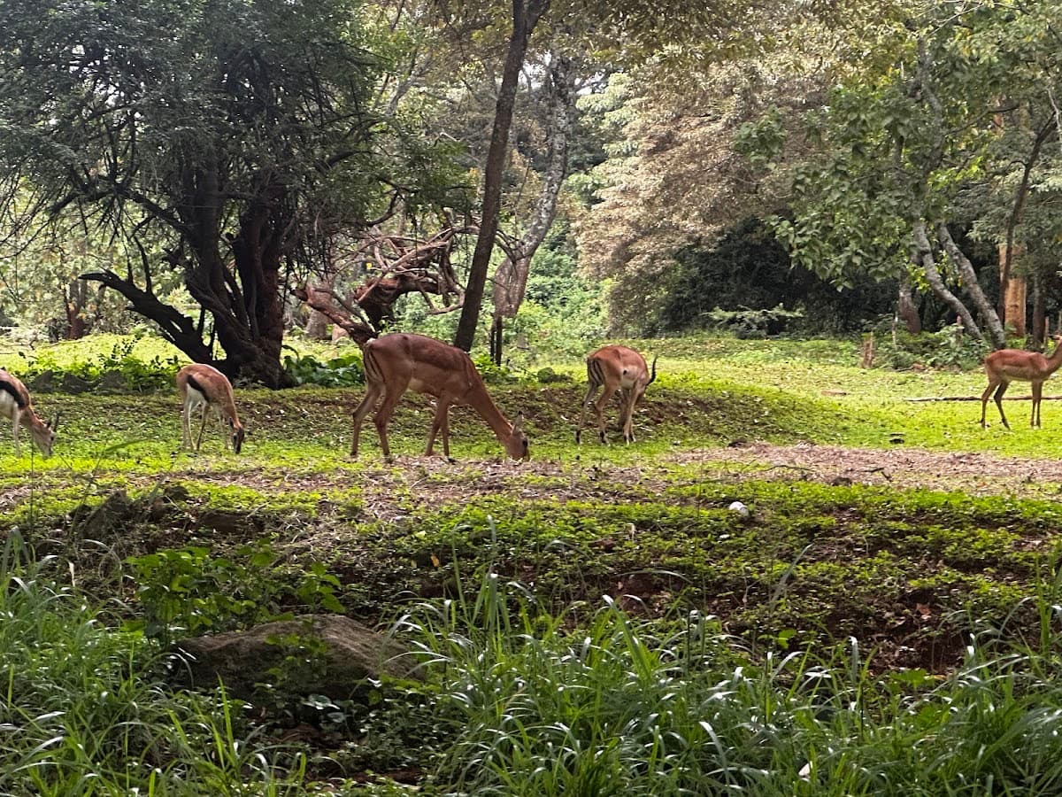 Nairobi Safari Walk