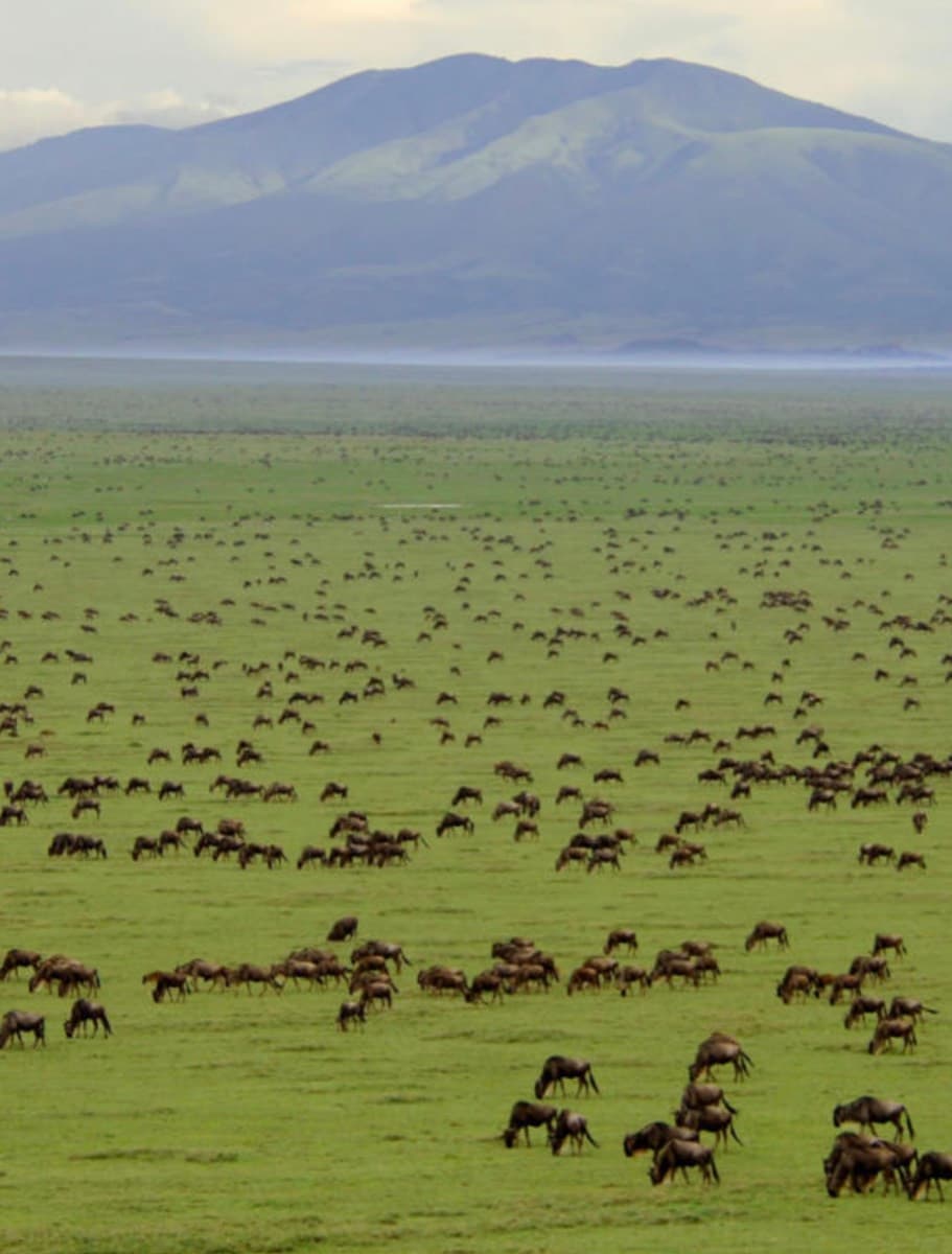 ngorongoro conservation area authority headquater
