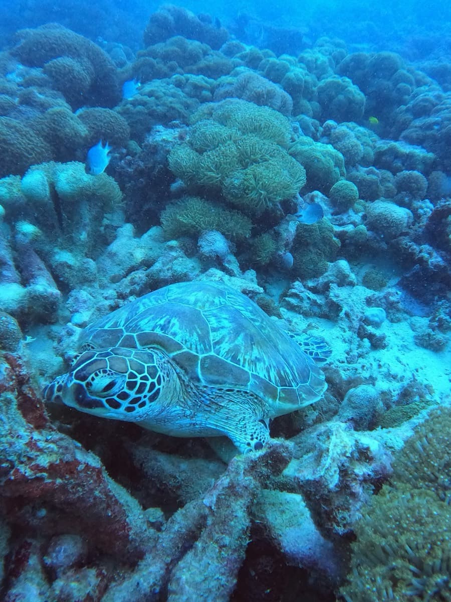 Ocean dream divers