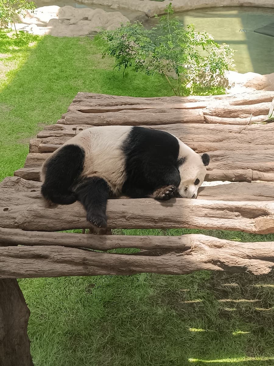 Panda House