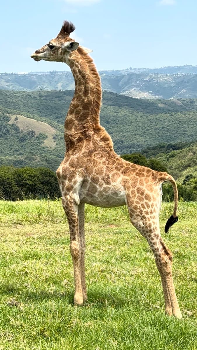 PheZulu Safari Park