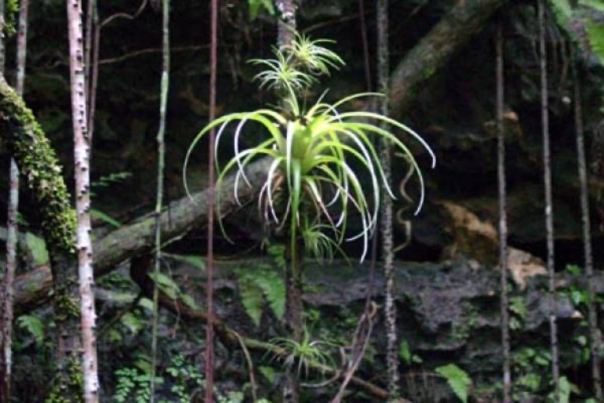 Primeval Forest National Park