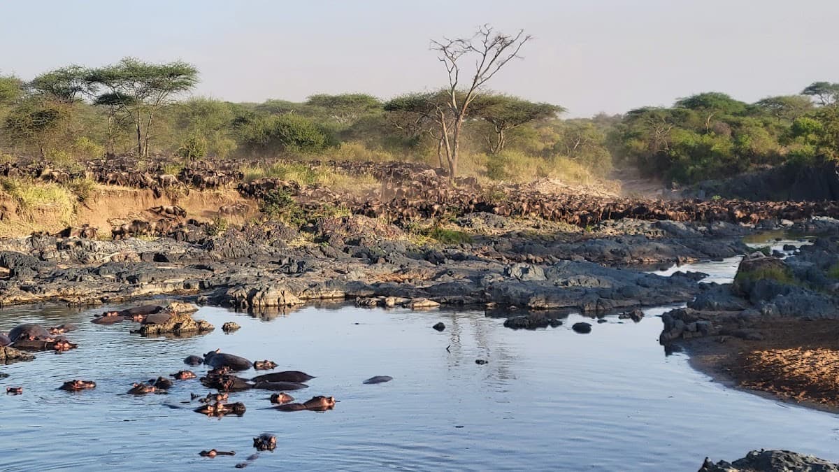 Retima Hippo Pool