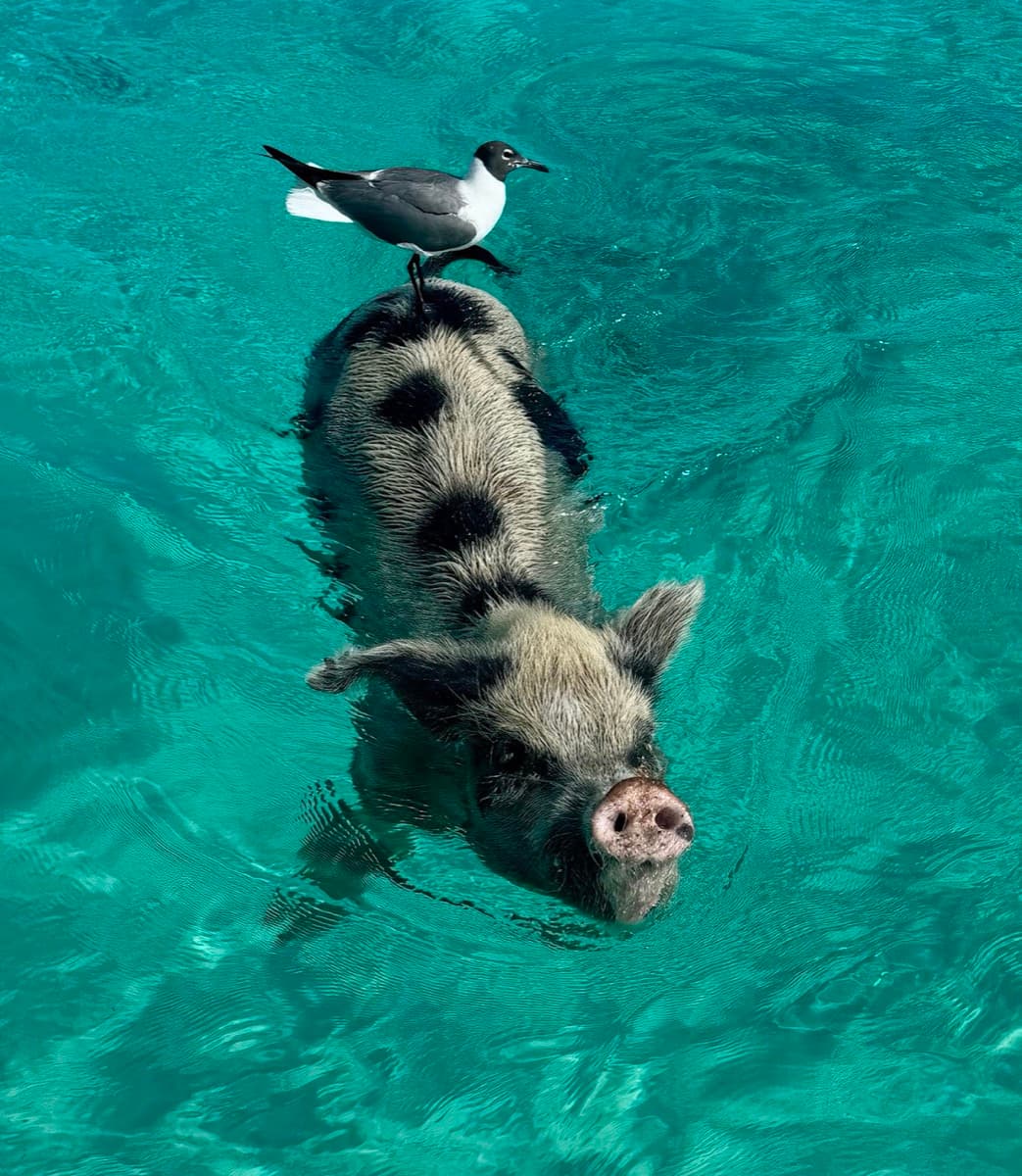Roberts island adventures