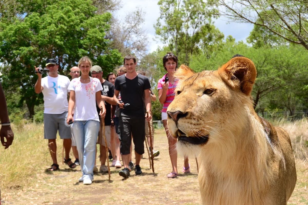 Safari Adventures