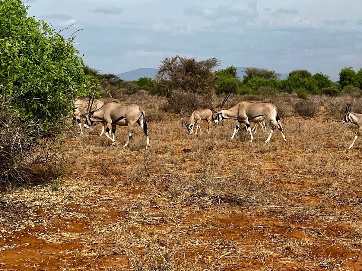 Samburu National Reserve Gate