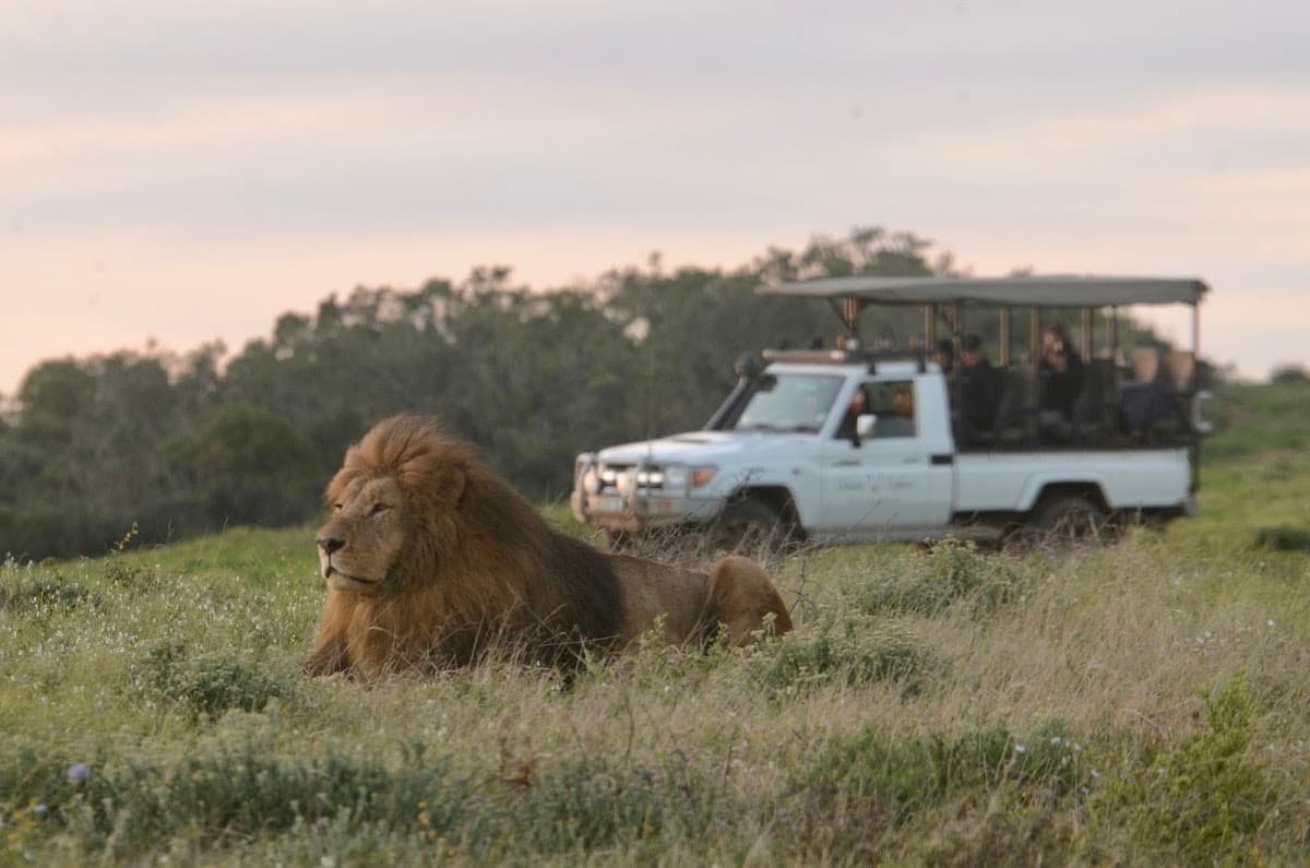 Schotia Safaris Private Game Reserve
