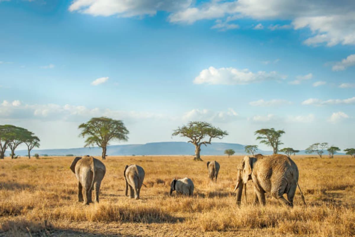 Serengeti-Nationalpark